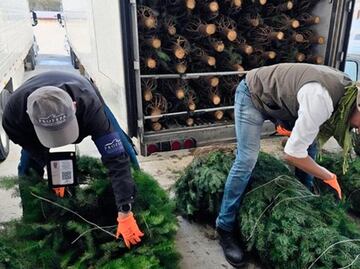 Profepa concluye revisión de pinos de Navidad; sólo mil 500 fueron retenidos