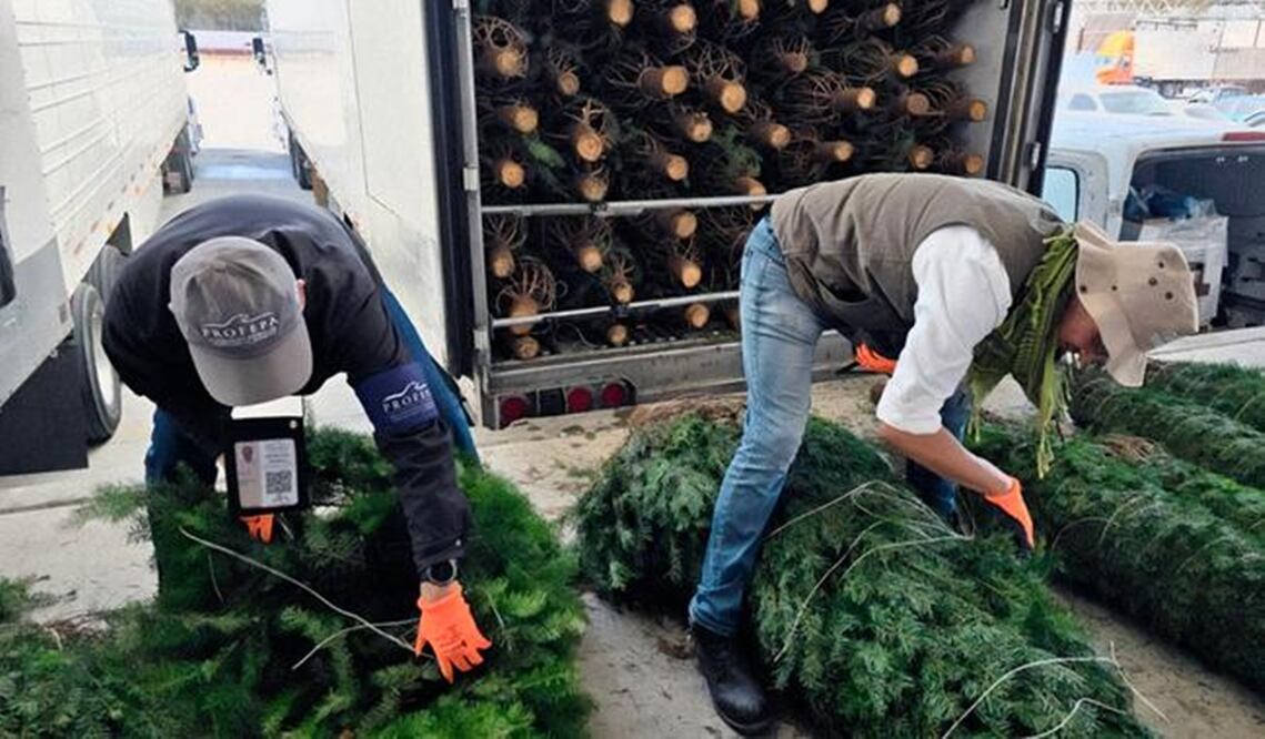 Profepa inspecciona árboles de Navidad. Foto: Especial