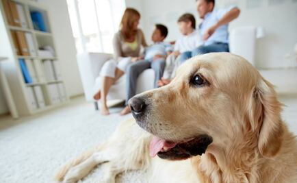 Tus mascotas te pueden pegar algunos parasitosis