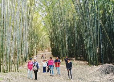 Visita el bosque de bambú en un pueblo mágico de Puebla