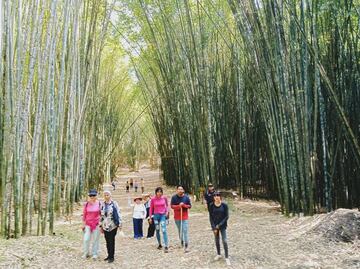 Visita el bosque de bambú en un pueblo mágico de Puebla