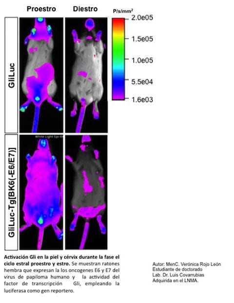 Con luminiscencia similar a la de las medusas, la UNAM estudia el desarrollo del cáncer en el organismo