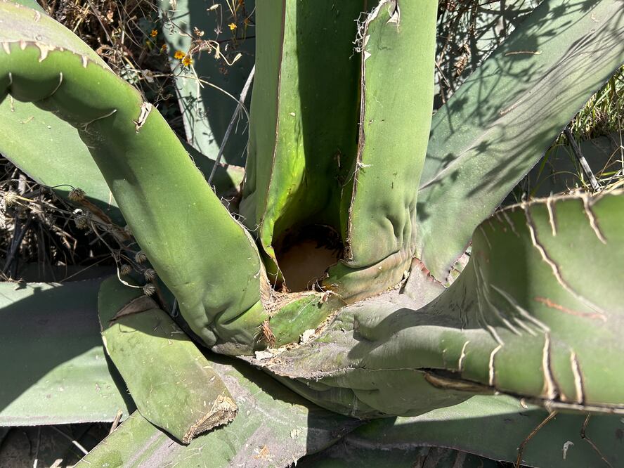 Agave pulquero