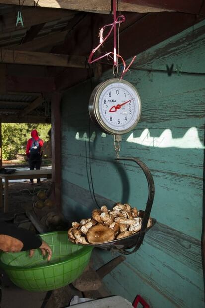 Monstruo de agua, la única cerveza hecha con hongos oaxaqueños