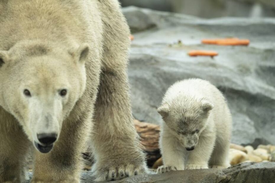 Zoológico de Viena presenta cría de oso polar, la primera en 12 años
