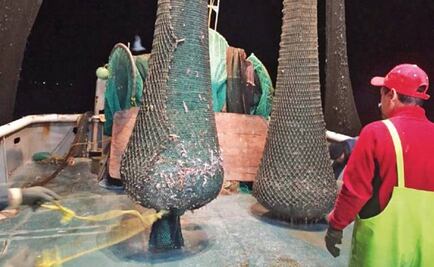 WWF calls for fishing ban to save last of vaquita porpoises 