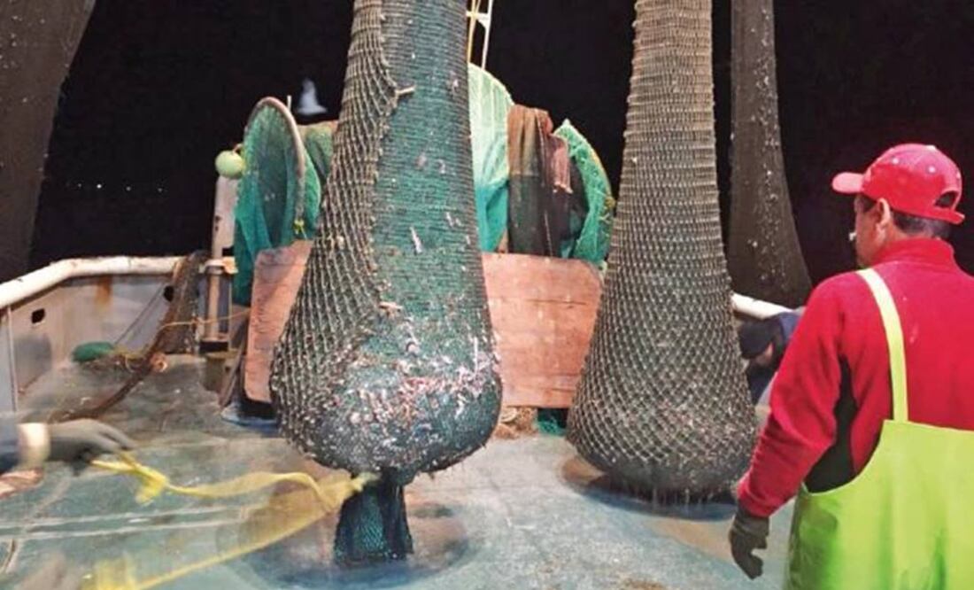 Photo: Semar/ Profepa