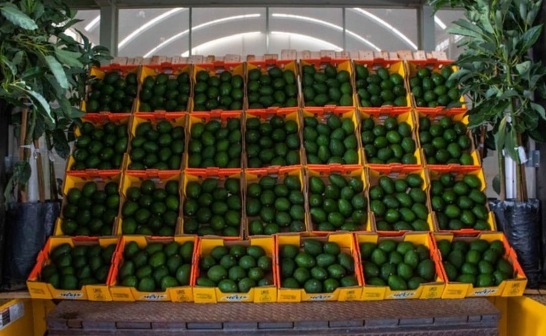 Exportaciones de aguacate mexicano a EU (01/07/2026). Foto: Especial