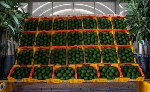 Suben 35% las exportaciones de aguacate a EU; envían 501 mil toneladas en cuatro meses