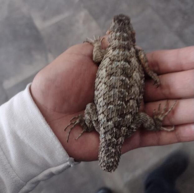 Resguardan a camaleón que se encontraba dentro del Metro Cuatro Caminos