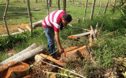 Profepa asegura 117.36 m3 de madera en Durango