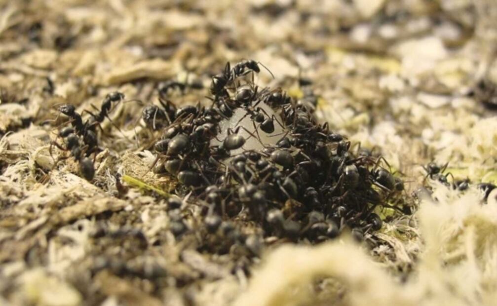 Por los altos niveles de glucosa en las células cancerígenas, las hormigas "entrenadas" podrían detectar los tumores