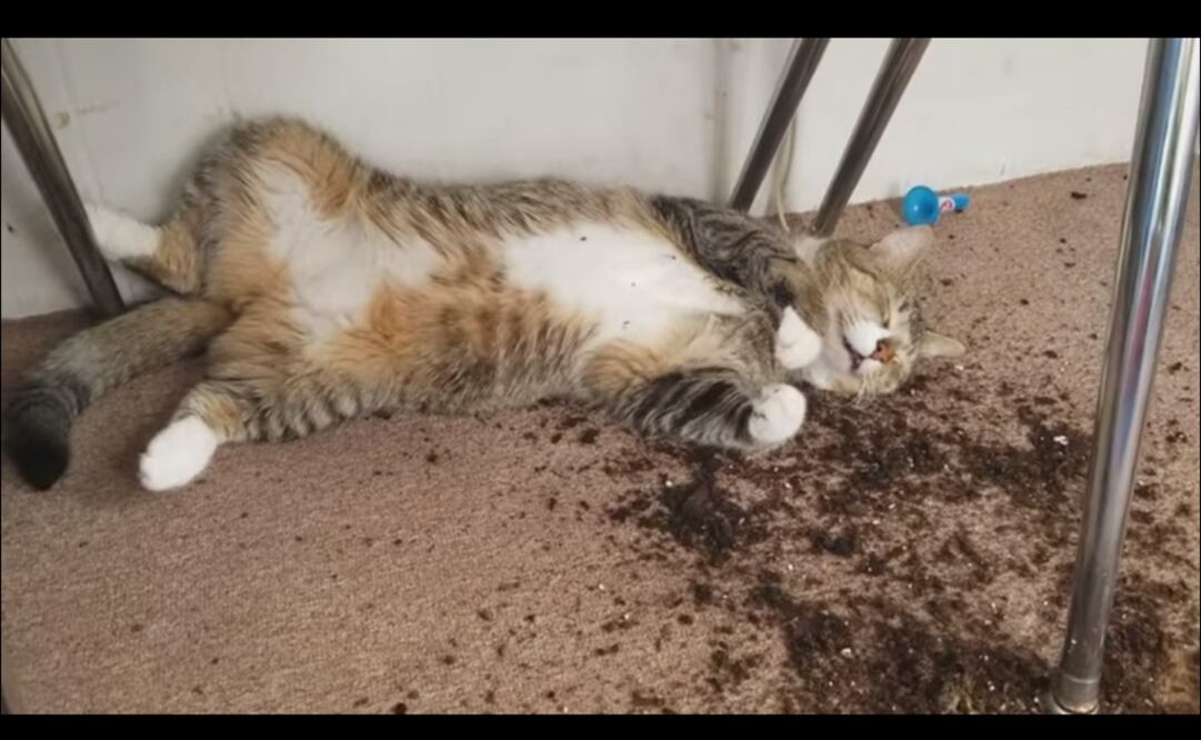 Foto: tomada de video