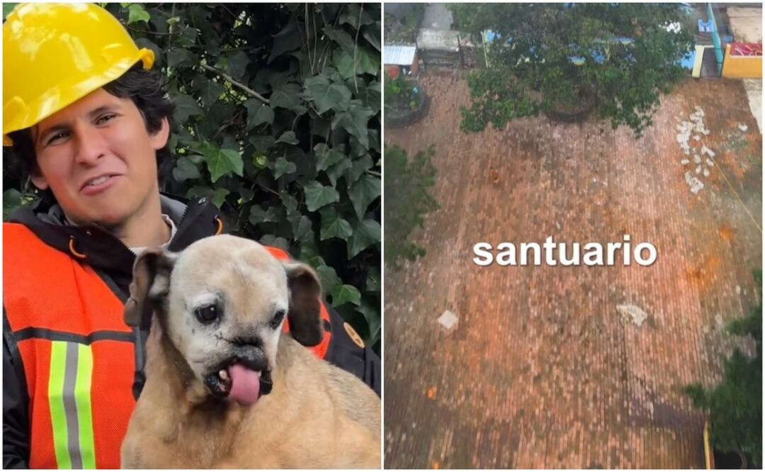 La labor del santuario “Milagros Caninos”, dirigido por la activista Paty Ruiz ha podido ayudar a cientos de animalitos que han sufrido de violencia. Fotos: TikTok @alexisomman