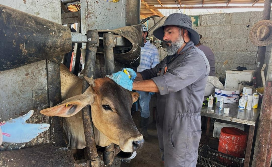 Tratiento a bovino con larva de gusano barrenador de ganado. Foto: Especial