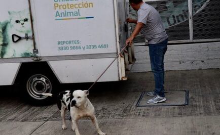 Pitbull que mató a ladrón es regresado a sus dueños