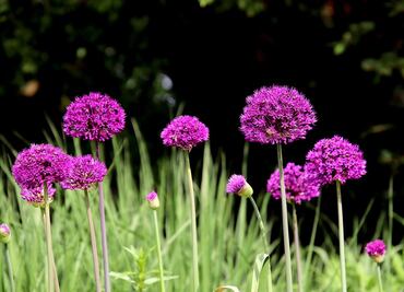 Cocina con esta flor con sabor a ajo