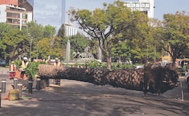CDMX ha quitado 2 mil palmeras enfermas