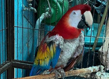 Profepa rescata 18 aves exóticas en peligro de extinción en Iztapalapa; eran usadas para fines comerciales