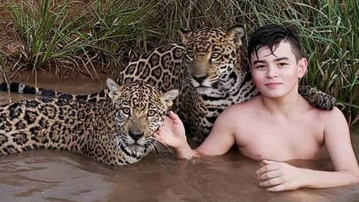 Esta foto de Tiago con dos jaguares y uno de ellos que parece que lo está abrazando se volvió viral. Foto: Cortesía de la familia Silveira