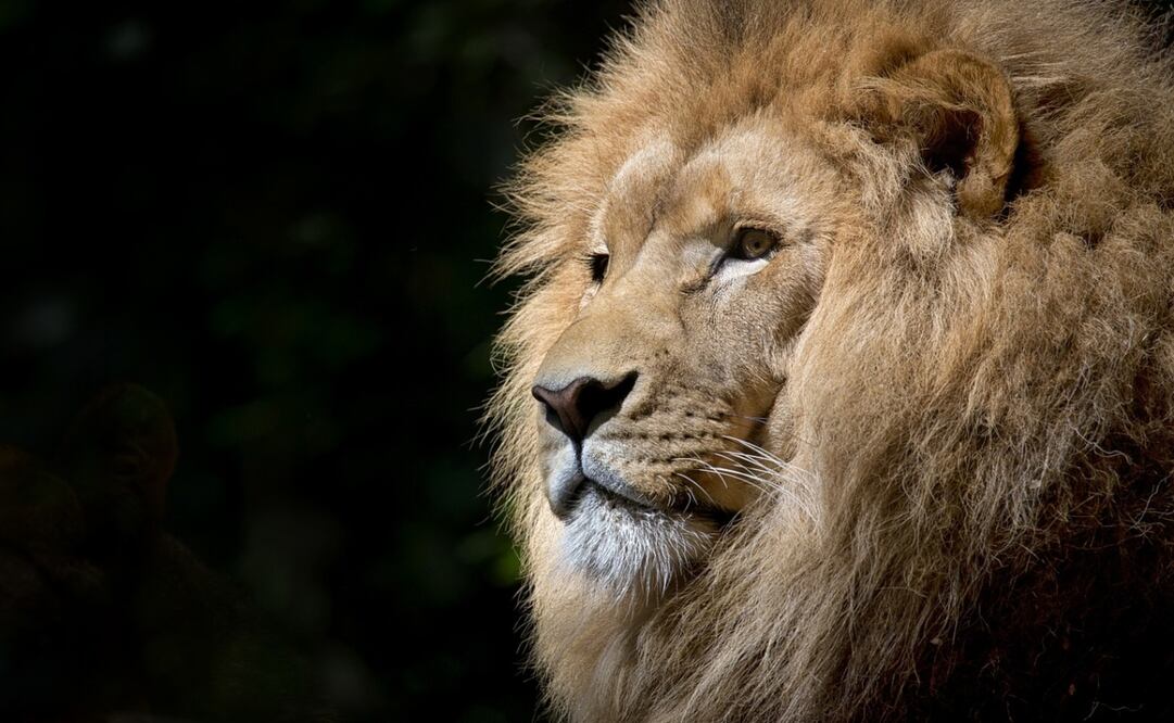 Loonkito era un león macho conocido por su avanzada edad. Foto: Pixabay
