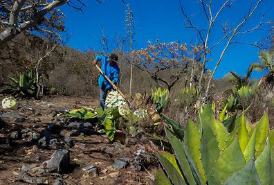 Mezcaleros, bajo el acecho del crimen