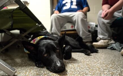 Mascotas también son evacuadas por “Florence” en EU