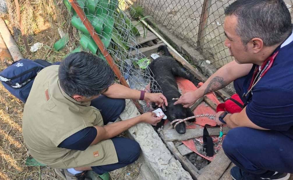 Rescate de perritos del Refugio Franciscano; los animales serán trasladados a espacios seguros informa Clara Brugada.
Foto: Especial.