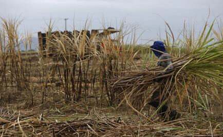 Reduce SAE precio a venta de ingenios