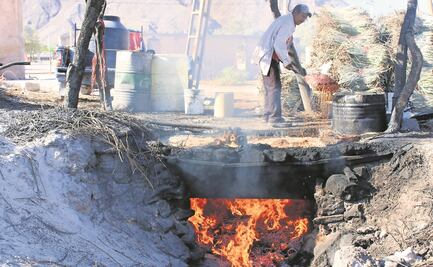 Candelillero, viejo oficio mexicano para producir cera