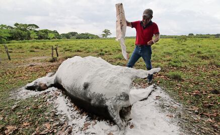 Reportan muerte masiva de reses en Tabasco; 600 animales murieron por alimentos contaminados