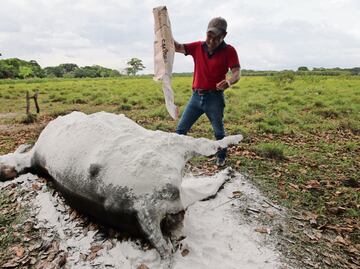 Reportan muerte masiva de reses en Tabasco; 600 animales murieron por alimentos contaminados