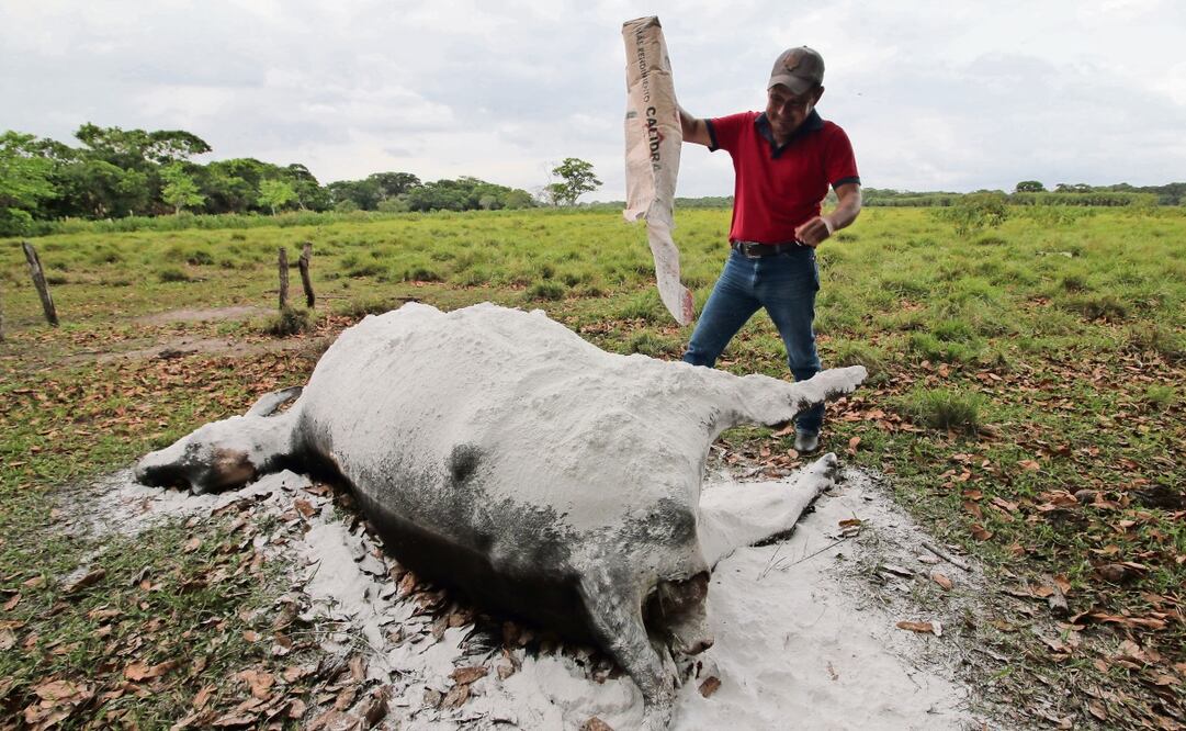Un hombre cubre con cal al animal muerto. De acuerdo con los primeros reportes, la intoxicación de las reses se produjo por el consumo de pollinaza, que es el estiércol de los pollos de engorda. Algunos ganaderos lo llegan a utilizar como alimento para animales o como fertilizante. Foto: Luma López / EL UNIVERSAL