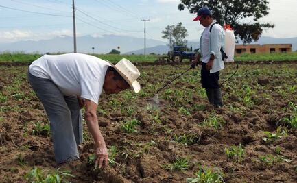 Sin Banco del Bienestar ni Financiera Rural en remesas y campo, señalan que hay oportunidad para nuevos competidores