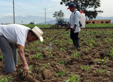 Sin Banco del Bienestar ni Financiera Rural en remesas y campo, señalan que hay oportunidad para nuevos competidores