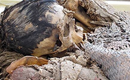 Hallan preservadas células sanguíneas en fardo funerario