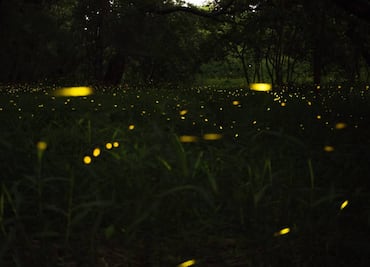 Cuánto cuesta ver luciérnagas en el Parque Los Dinamos de CDMX