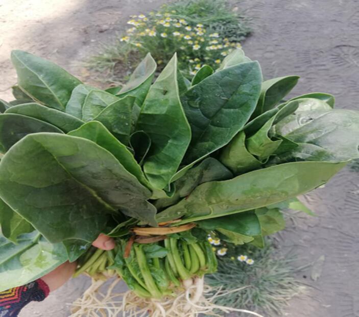 Alimentos que pueden enviarte a domicilio los chinamperos de Xochimilco