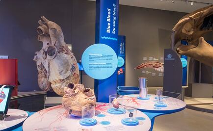 Royal Ontario Museum recibe corazón gigante de ballena azul