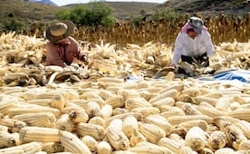 Sinaloa ajustará pagos a productores de maíz esta semana; apoyo estatal busca completar mil 700 pesos por tonelada