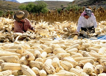 Publican apoyos para productores de maíz en Jalisco, Guanajuato y Michoacán; buscan frenar crisis de precios