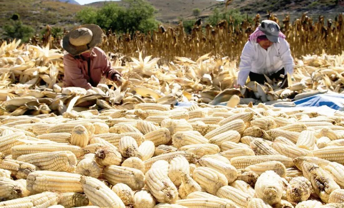 Productores de maíz. Foto: Archivo