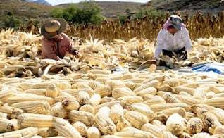 EU anuncia inversión de 40 mdd en México para fortalecer el sistema alimentario; embajador Johnson destaca beneficios