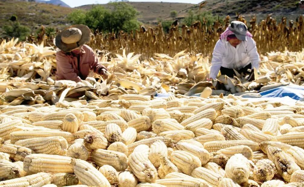 Productores de maíz. Foto: Archivo