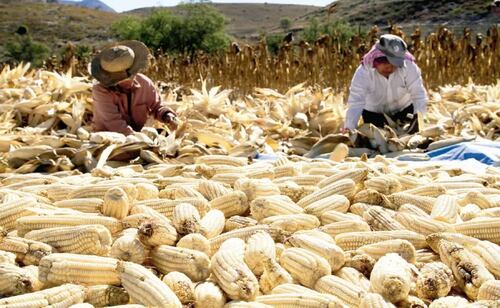 Sinaloa ajustará pagos a productores de maíz esta semana; apoyo estatal busca completar mil 700 pesos por tonelada