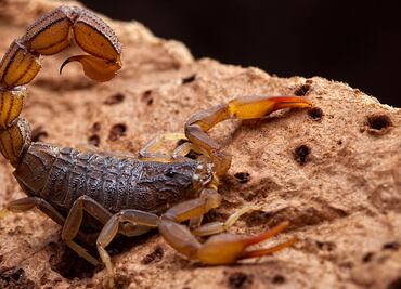 ¿Alacranes mortales?: Su veneno ahora podría salvar muchas vidas