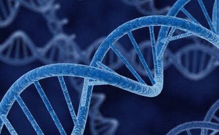 La expresión de los genes puede servir para determinar la hora de la muerte