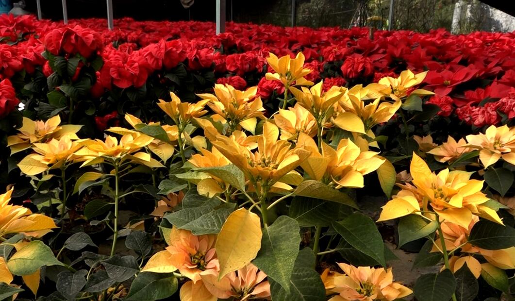 El chinampero José Luis García, es parte de la cuarta generación de productores del barrio de Coltongo, en donde este año produjo más de 8 mil nochebuenas de diferentes tamaños, el 3 de diciembre de 2025. Foto: Alberto González/EL UNIVERSAL