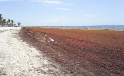 ¿Qué es y de dónde viene el sargazo que invade el Caribe mexicano?