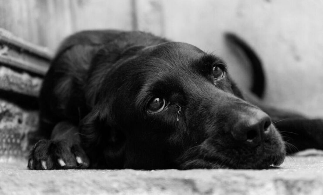 Los perros son criaturas sensibles y expresivas. Fuente:Freepik.